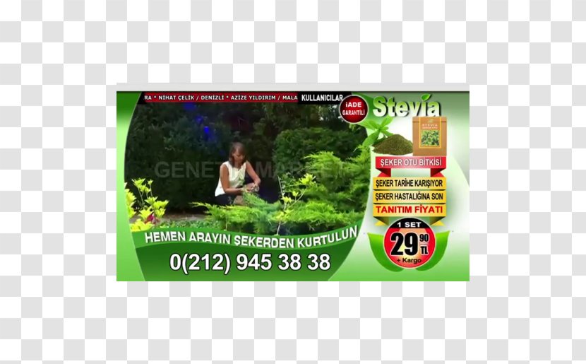 Candyleaf Stevia Dietary Supplement Plant Health - Herb Transparent PNG