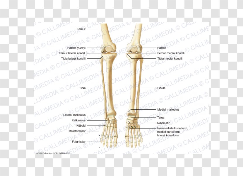 Thumb Bone Human Anatomy Skeleton - Frame Transparent PNG