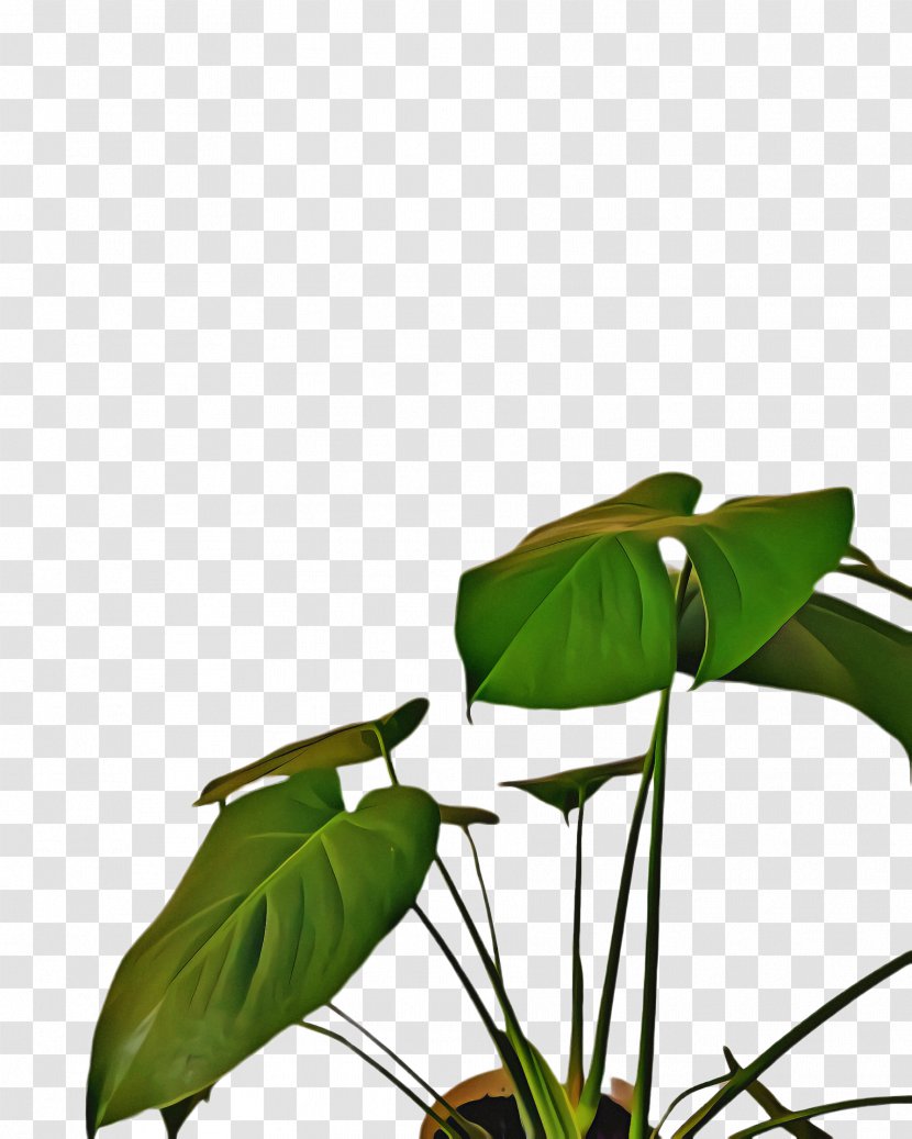 Lily Flower Cartoon - Plant - Arum Family Alismatales Transparent PNG
