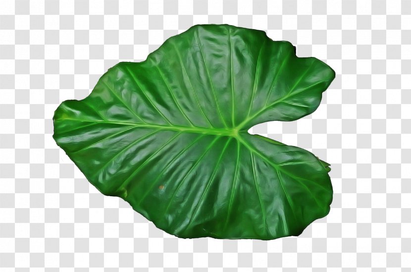 Leaf Green Plant Flower Annual Transparent PNG