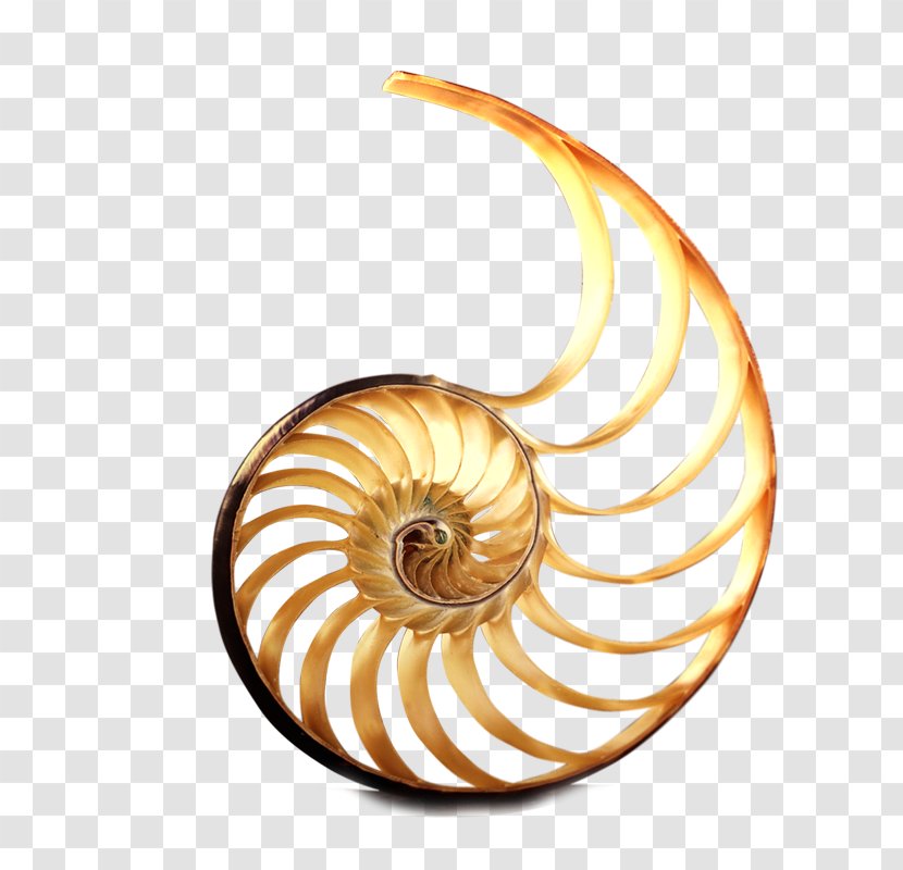 Real Estate Property Snail - Spiral - Snails Transparent PNG