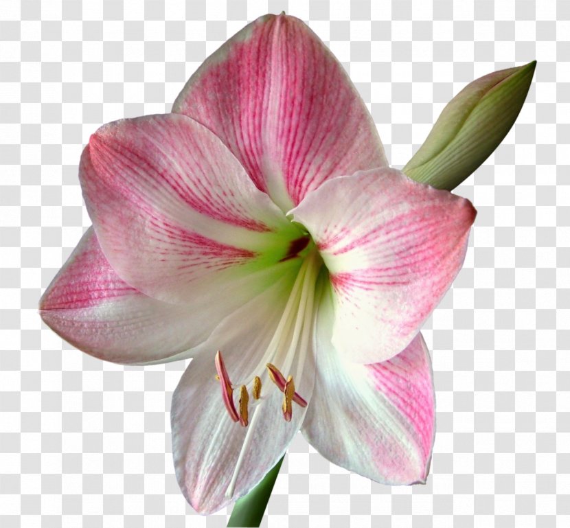 Amaryllis Flower Bulb Poinsettia Lilium Transparent PNG