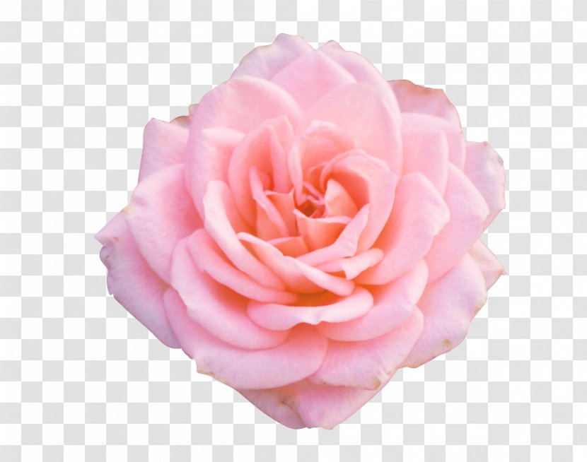 Garden Roses - Floribunda - Peach Plant Transparent PNG