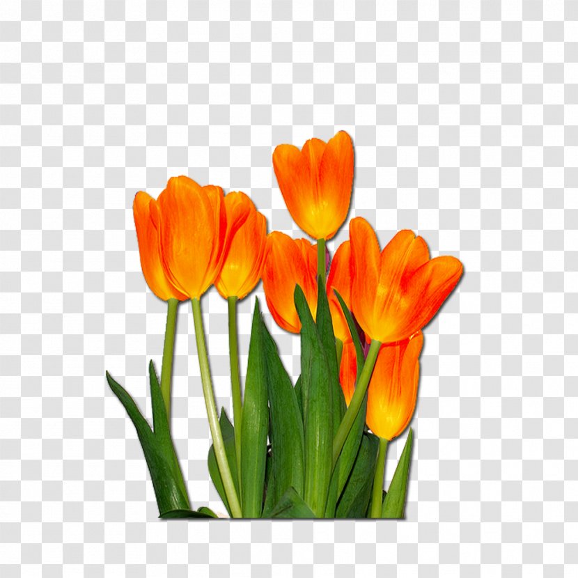 Tulip Flower Desktop Wallpaper - Orange Colour Fog Transparent PNG