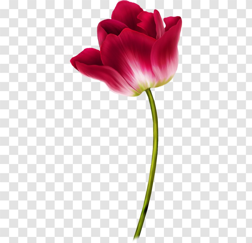 Tulip Flower Clip Art - Rose Family - Creative Valentine's Day Transparent PNG