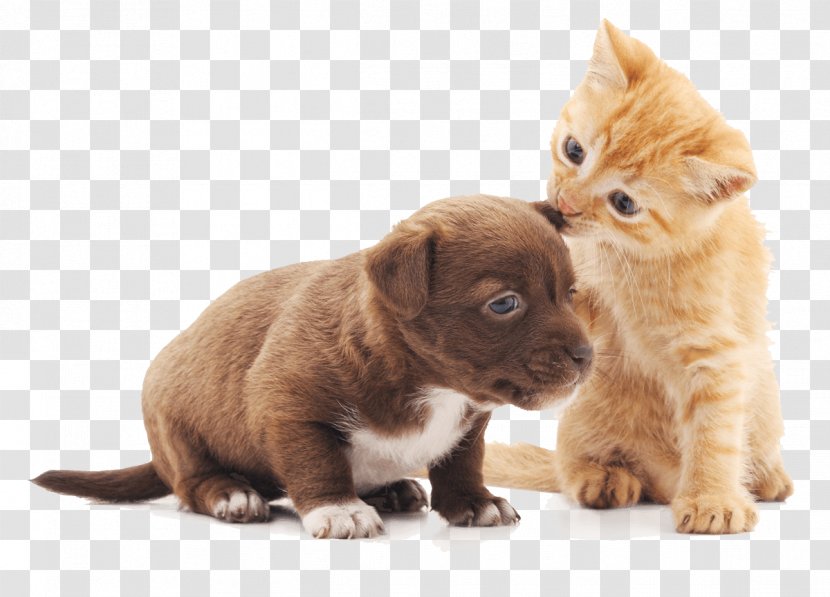 Dog And Cat - Puppy - Munchkin Whiskers Transparent PNG