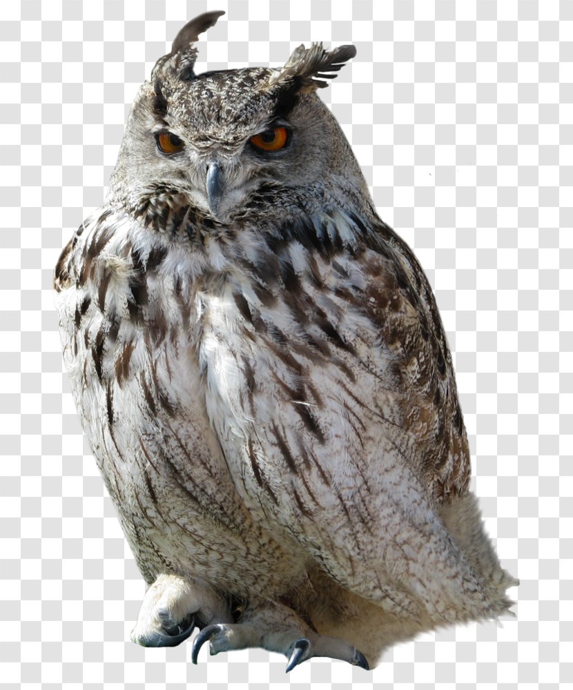Great Horned Owl Clip Art - Grey Transparent PNG