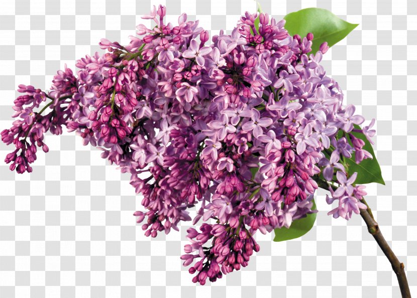 Desktop Wallpaper Common Lilac Flower Clip Art - Plant - Mint Flowers Transparent PNG