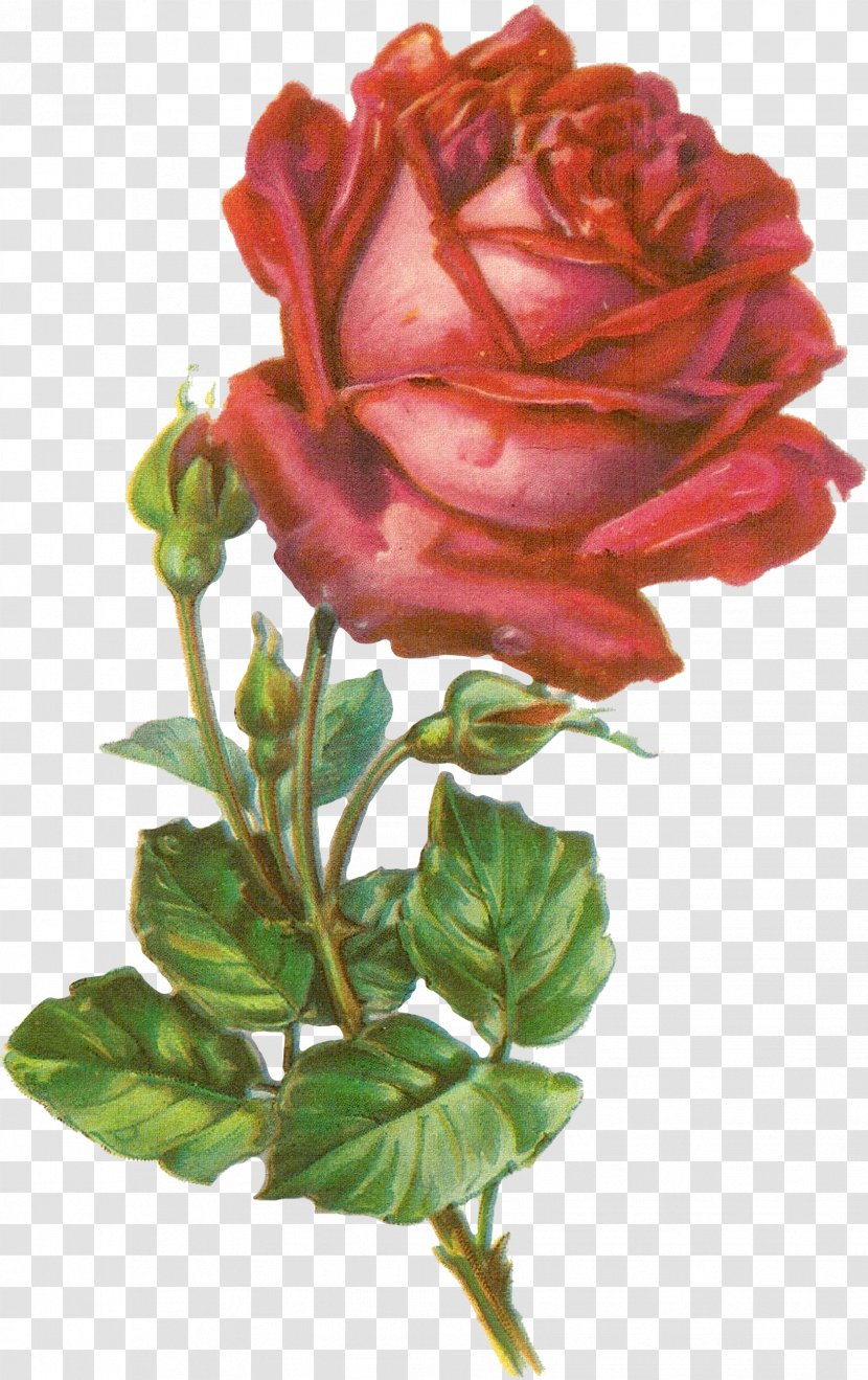 Rose Botanical Illustration Botany Clip Art - Flower Transparent PNG