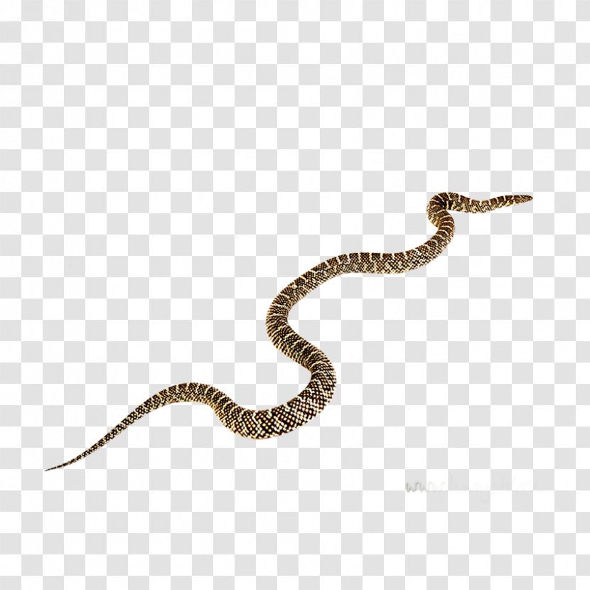 Rattlesnake Black Mamba Vipers Clip Art - Animal - Insects, Fish Transparent PNG