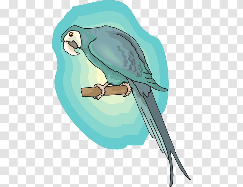 Macaw Lovebird Parrot Feather - Vertebrate - Bird Transparent PNG