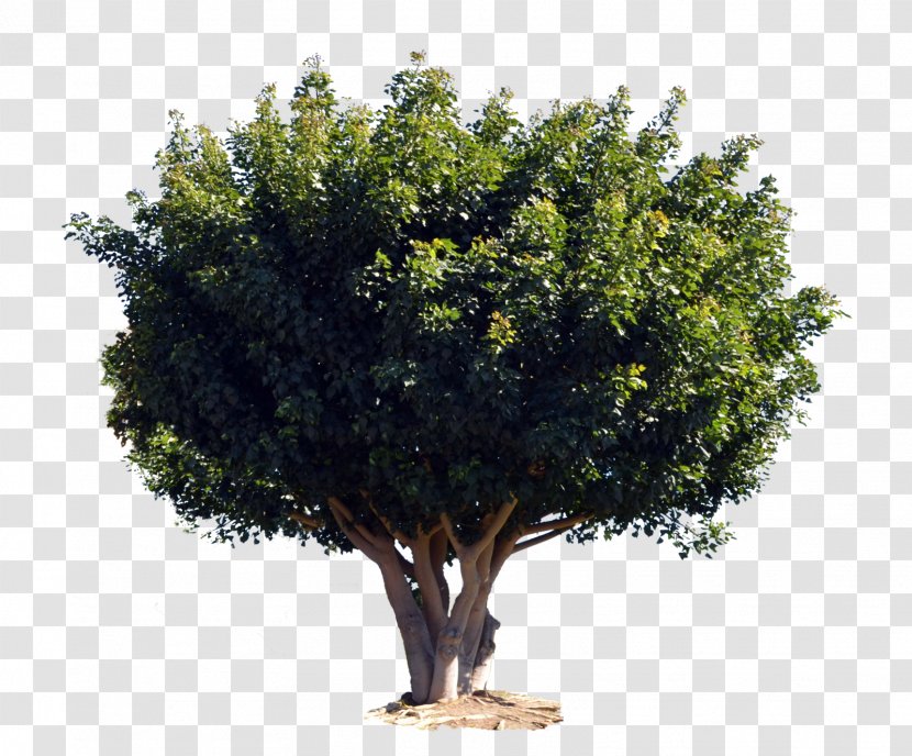 Tree Shrub Woody Plant Transparent PNG