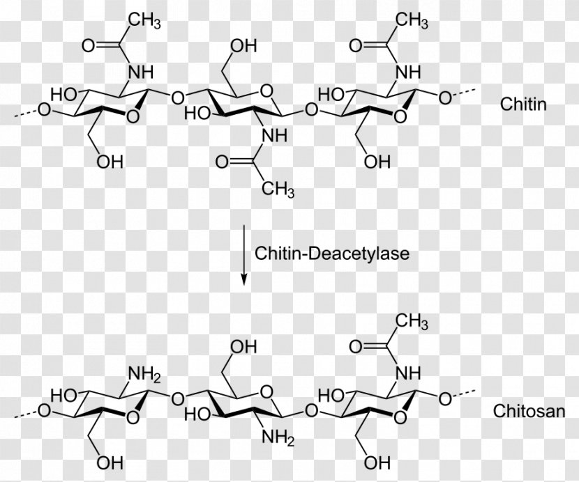 Chitosan Chitin Deacetylase Chemical Synthesis Chemistry - Flower - Degraded Transparent PNG