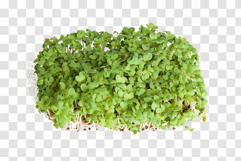 Stock Photography Lettuce Royalty-free - Salad Transparent PNG