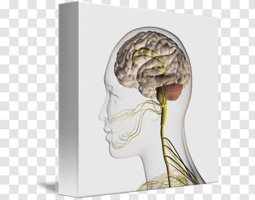 Somatic Nervous System Peripheral Brachial Plexus Anatomy - Tree - Brain Transparent PNG