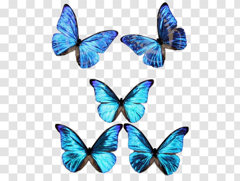 Butterfly Insect Morpho Rhetenor Cypris Aurora - Moths And Butterflies - Blue Transparent PNG