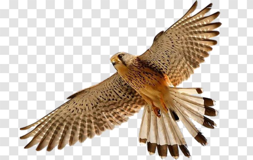 Falcon Bird Clip Art - Of Prey Transparent PNG