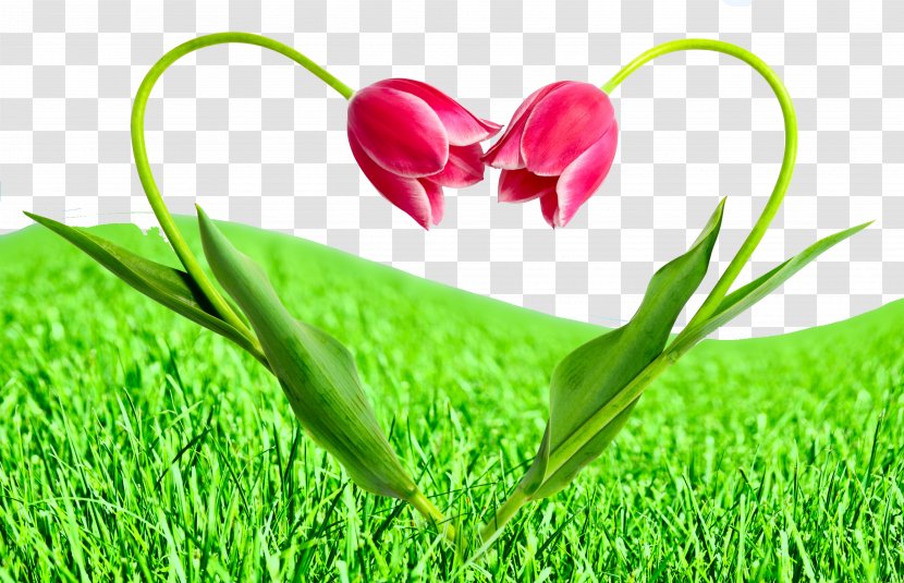Flower Love Tulip Stock Photography - Petal - Plant Tulips Transparent PNG