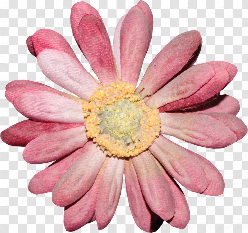 Cut Flowers Transvaal Daisy Chrysanthemum Family - Plant - Watercolor Transparent PNG