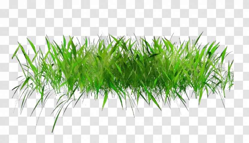 Green Grass Background - Paint - Aquarium Decor Lawn Transparent PNG