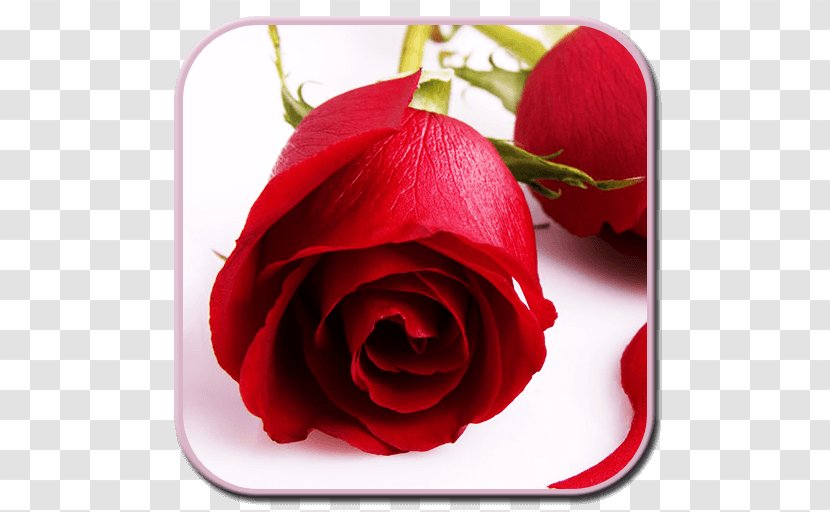 Desktop Wallpaper Rose Flower Bouquet - Shrub Transparent PNG