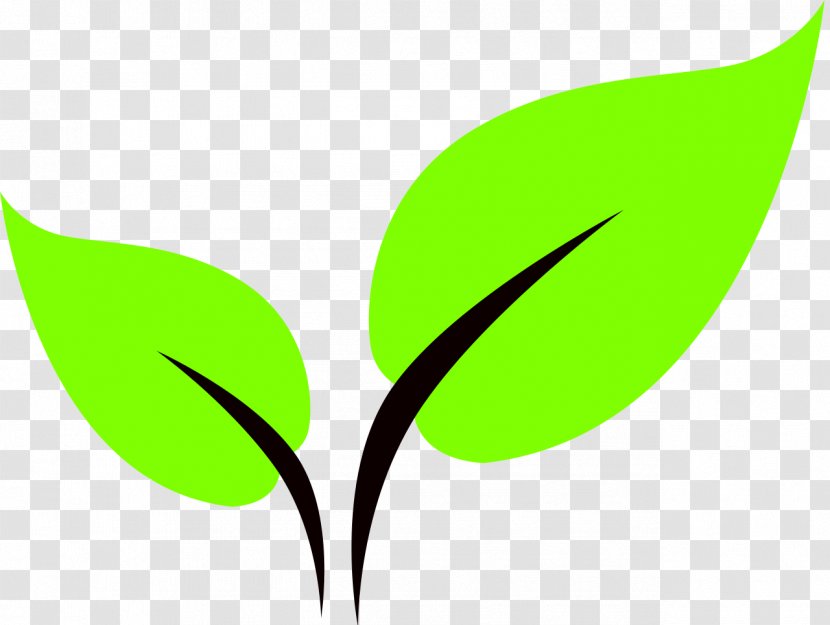 Leaf Clip Art - Plant Stem - Files Free Transparent PNG