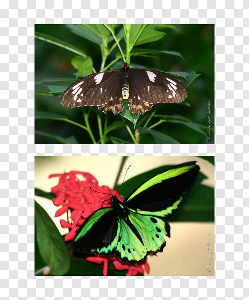 Butterfly Color Pigment Peggy Notebaert Nature Museum Moth - Plant Transparent PNG