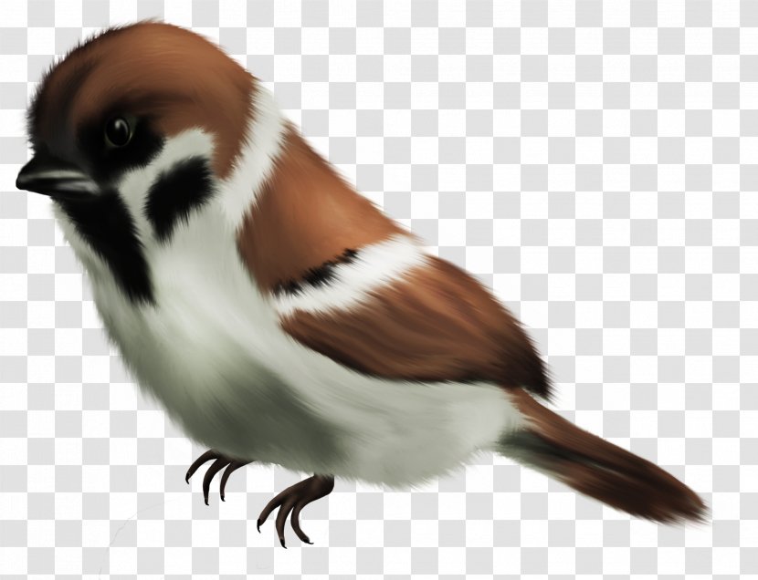 House Sparrow Bird Clip Art - Perching - Hand Painted Tail Transparent PNG