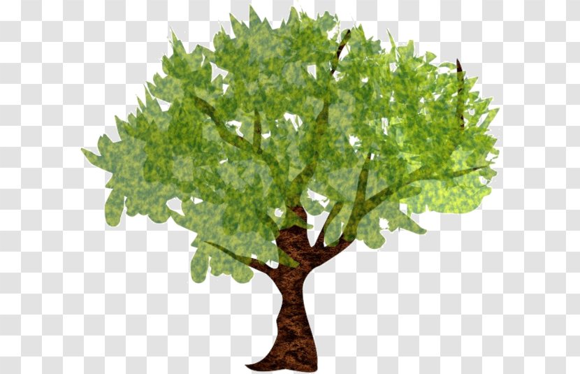 Tree Carpinus Betulus Forest Branch Transparent PNG