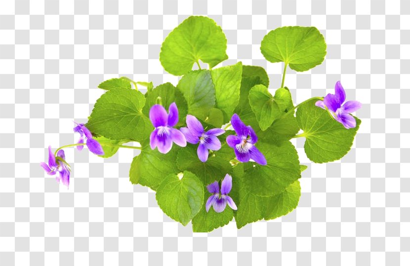 Violet Stock Photography - African Transparent PNG
