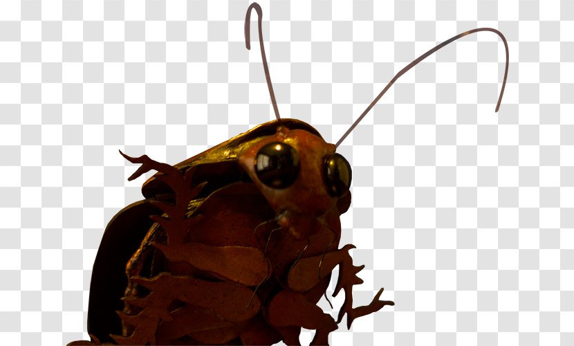 Cockroach Artist Insect Pollinator - Art Transparent PNG