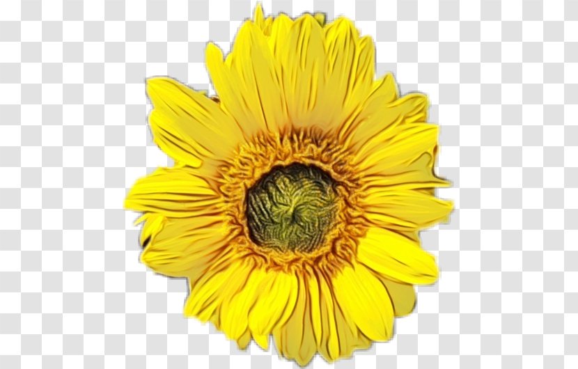 Sunflower - Wet Ink - Barberton Daisy Cut Flowers Transparent PNG