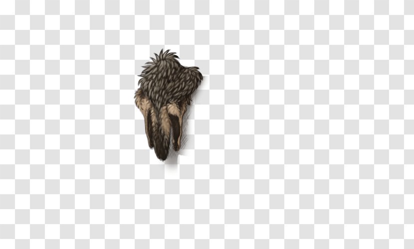 Snout Fauna Beak Fur Wildlife - Jackal Transparent PNG