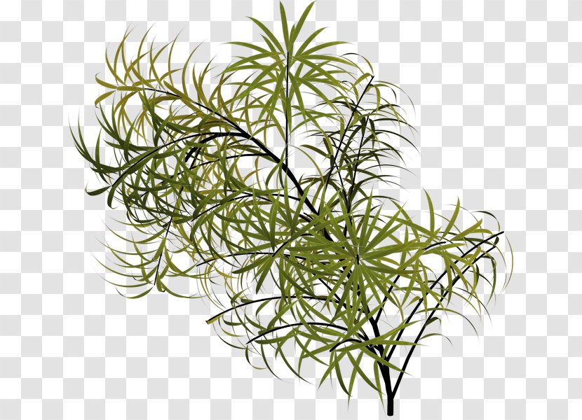 Clip Art - Herb - Plant Stem Transparent PNG