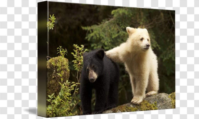 Polar Bear Canada Animal Wildlife Transparent PNG
