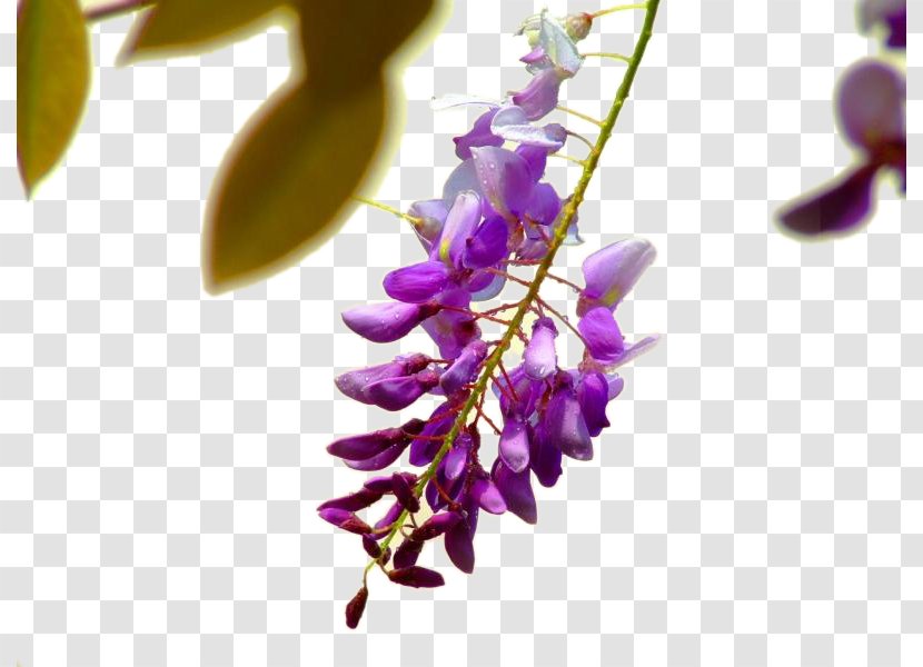 Wisteria Sinensis Flower Violet Euclidean Vector - Plant - Purple Picture Material Transparent PNG