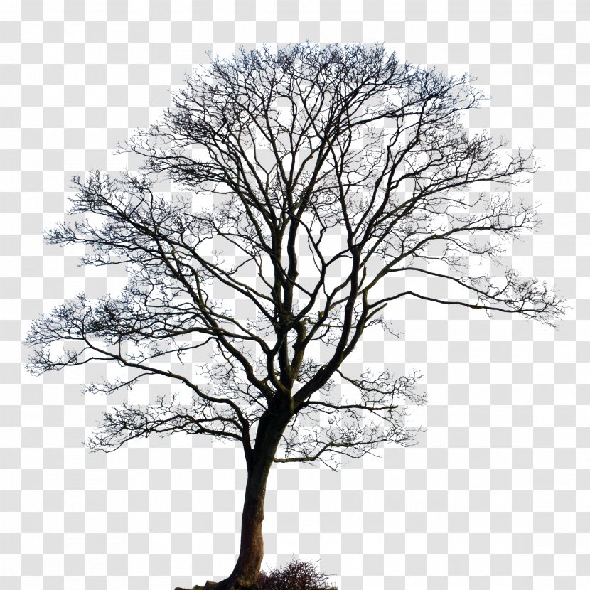 Cloud Tree L'enneagramma Biologico®. Le 9 Personalità E La Malattia Secondo Leggi Del Dottor Hamer Technique Biology Transparent PNG