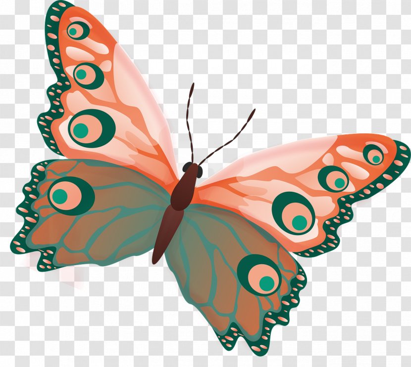Monarch Butterfly Moth Insect Flight Transparent PNG