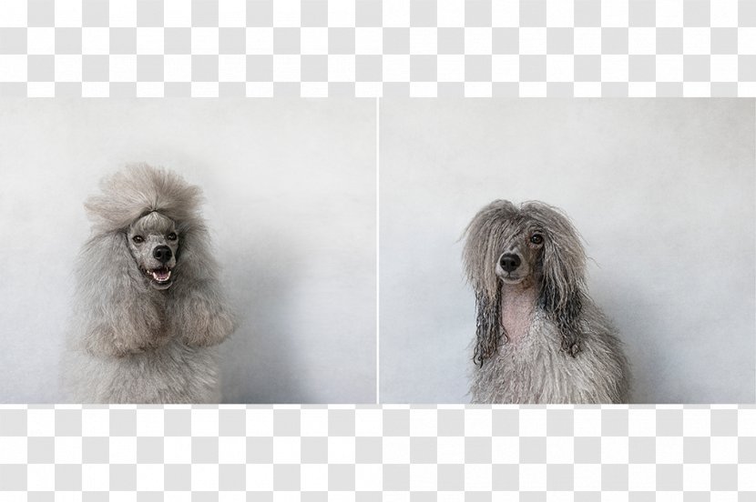 Miniature Poodle Standard Toy Dog Breed Transparent PNG