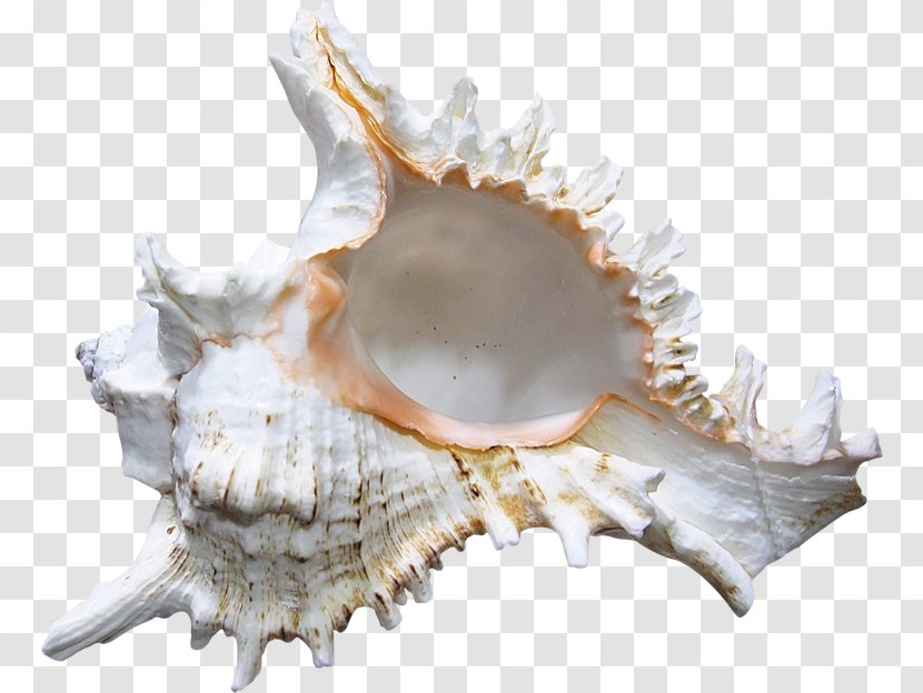 Seashell Conch - Paintshop Pro - Screw Transparent PNG