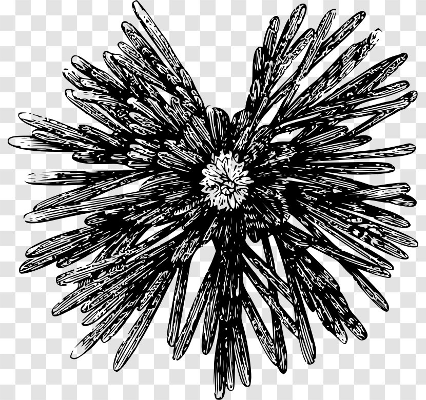 Sea Urchin Clip Art - Black And White - Chart Transparent PNG