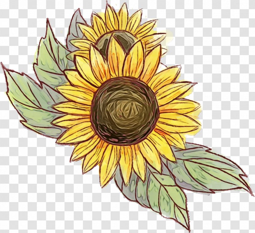 Sunflower - Watercolor - Petal Flowering Plant Transparent PNG