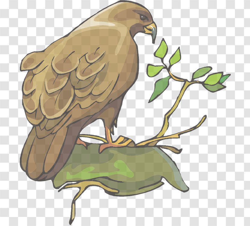 Bird Of Prey Kite Golden Eagle Beak - Falcon Hawk Transparent PNG