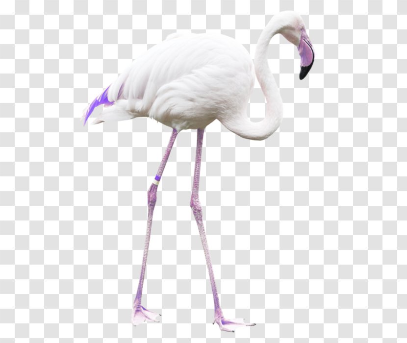 Bird Greater Flamingo Crane - Neck Transparent PNG