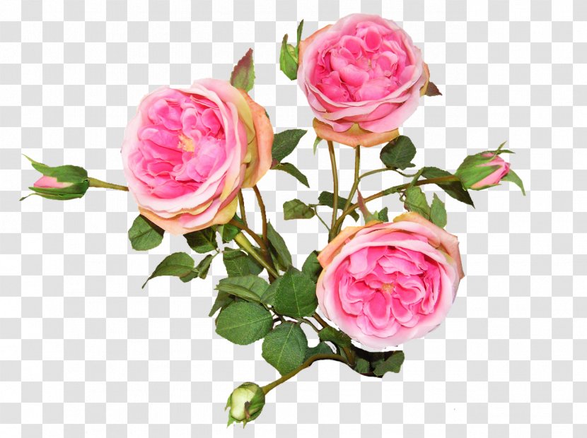 Garden Roses French Rose Cabbage Floribunda Flower Bouquet - Petal - Rosa Gallica Transparent PNG