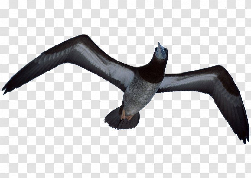 Bird Falconry Hawk - Flight - Flying Eagles Transparent PNG