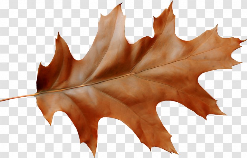 Oak Leaf Cluster Autumn Acorn - Maple Transparent PNG