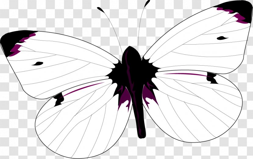 Brush-footed Butterflies Graphics Illustration Symmetry Design - Moths And - Forum Transparent PNG