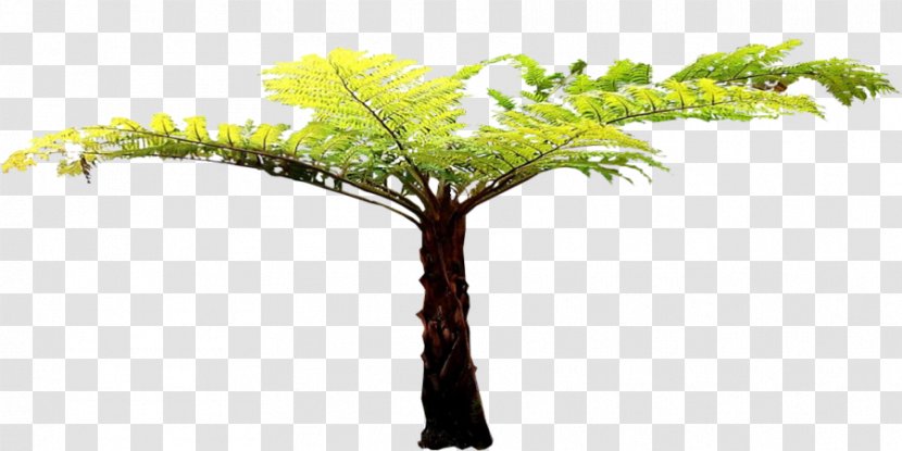 Twig Tree Fern Plant Stem - Root Transparent PNG