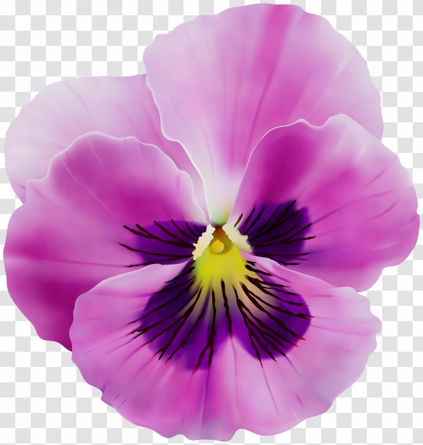 Flower Flowering Plant Petal Violet Pansy - Family - Viola Transparent PNG